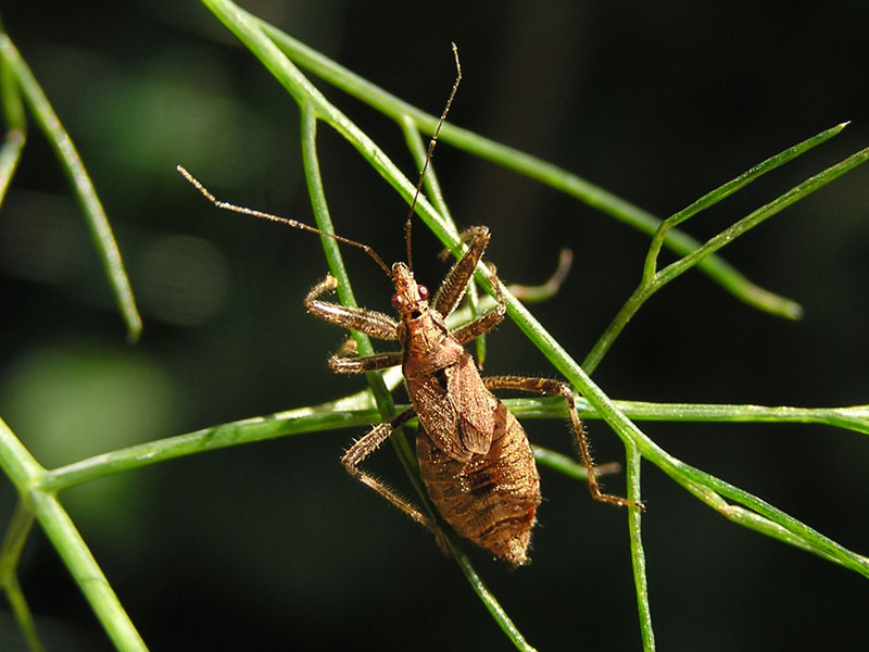 Nabidae: Himacerus apterus del Veneto (BL)